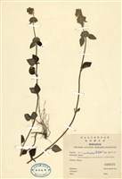 藏品(風輪菜)的圖片